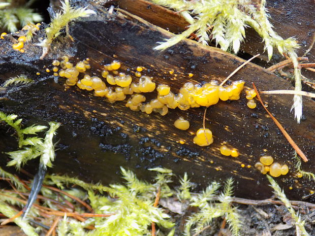 slzovec Dacrymyces sp.