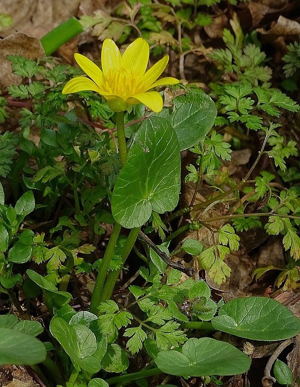 blyskáč záružľolistý Ficaria calthifolia Rchb.