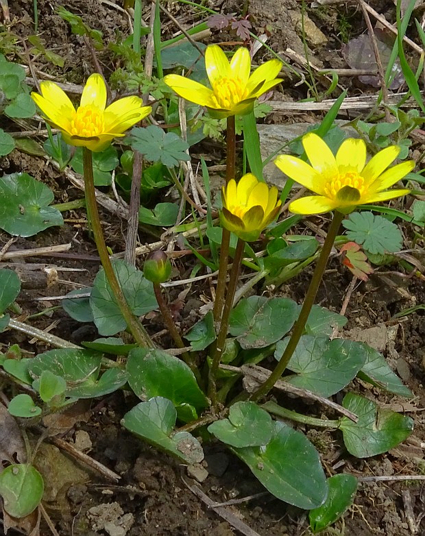 blyskáč záružľolistý Ficaria calthifolia Rchb.