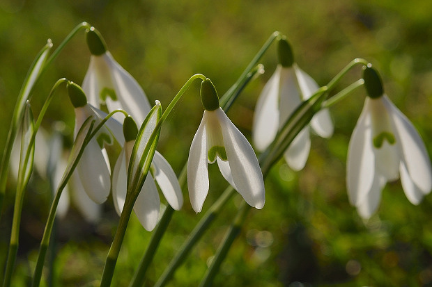 snežienka jarná Galanthus nivalis L.