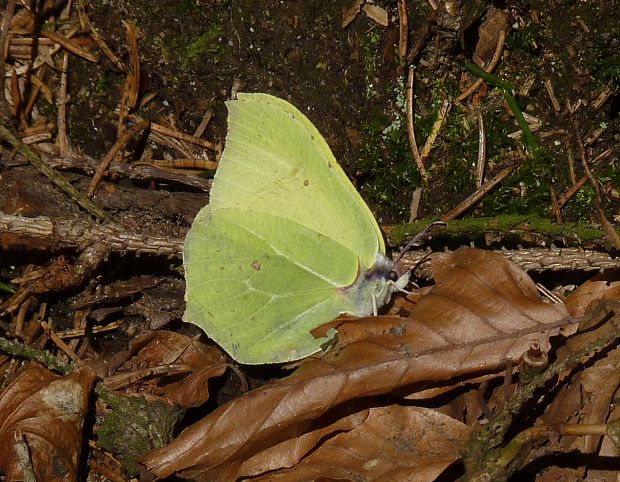 žltáčik rešetliakový / žluťásek řešetlákový Gonepteryx rhamni