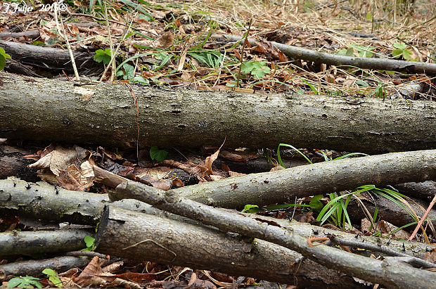 holvaja lipová BIOTOP Holwaya mucida (Schulzer) Korf & Abawi Holwaya mucida HABITAT