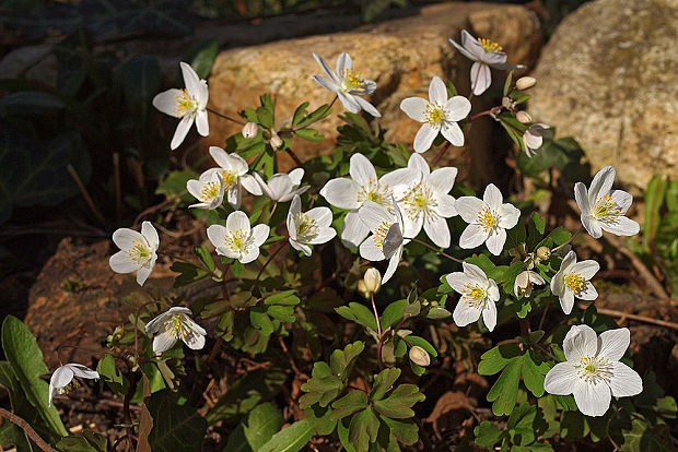 veterník žltuškovitý Isopyrum thalictroides L.