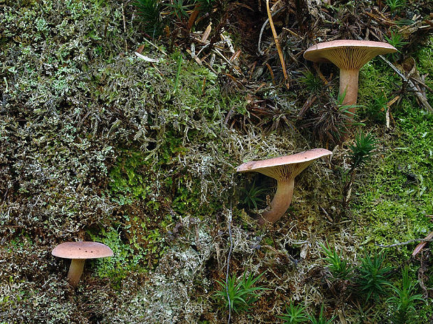 rýdzik gáfrový Lactarius camphoratus (Bull.) Fr.