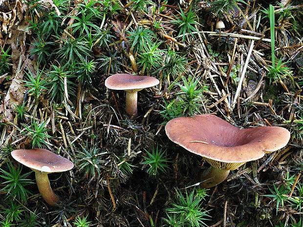 rýdzik gáfrový Lactarius camphoratus (Bull.) Fr.