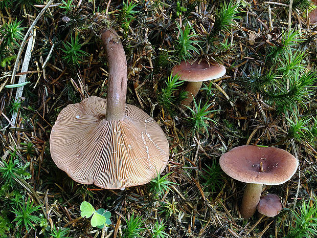 rýdzik gáfrový Lactarius camphoratus (Bull.) Fr.