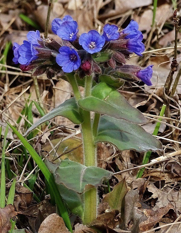 pľúcnik tmavý Pulmonaria obscura Dumort.