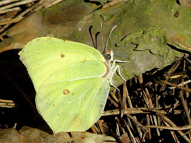 žltáčik rešetliakový  Gonepteryx rhamni  Linnaeus, 1758