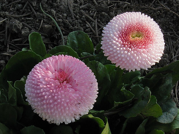 sedmokráska obyčajná Bellis perennis L.