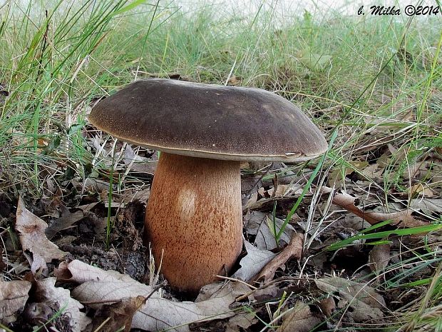 hríb bronzový Boletus aereus Bull. ex Fr.