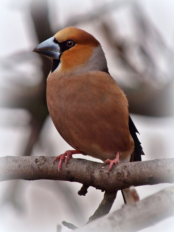 glezg hrubozobý ♂ Coccothraustes coccothraustes