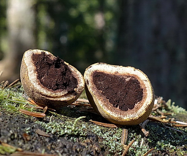 srnka Elaphomyces sp.