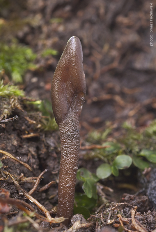 jazýček šupinkatý Geoglossum fallax E.J. Durand