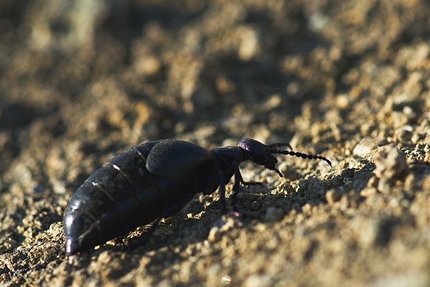 májka fialová Meloe violaceus