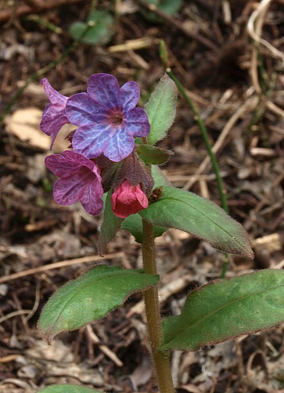 pľúcnik mäkký Pulmonaria mollis Wulfen ex Hornem.