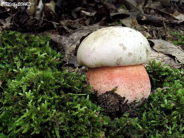 hríb Le Galovej Rubroboletus legaliae (Pilát & Dermek) Della Maggiora & Trassin.