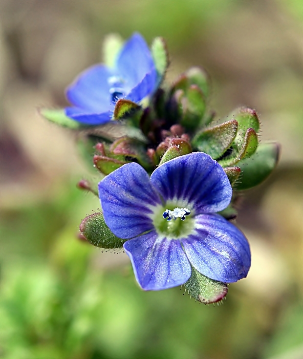 veronika trojúkrojková Veronica triphyllos L.