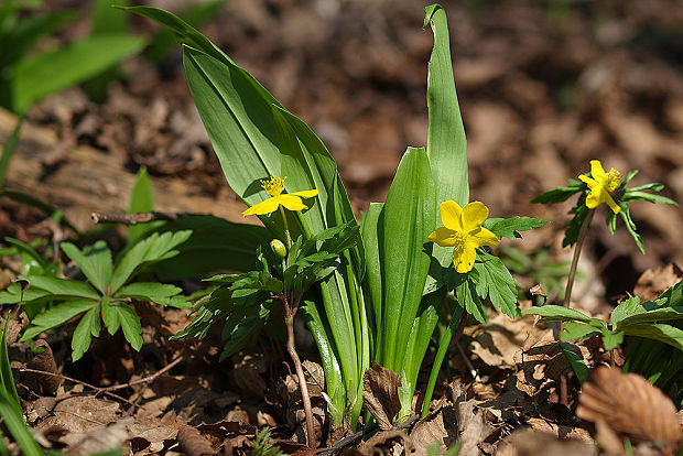 veternica iskerníkovitá Anemone ranunculoides L.