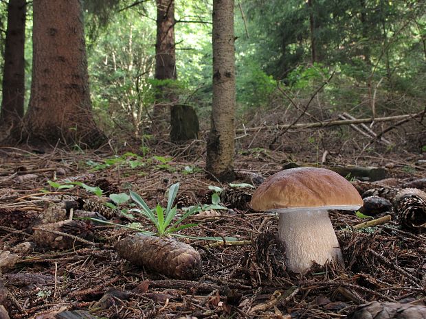 hríb smrekový Boletus edulis Bull.