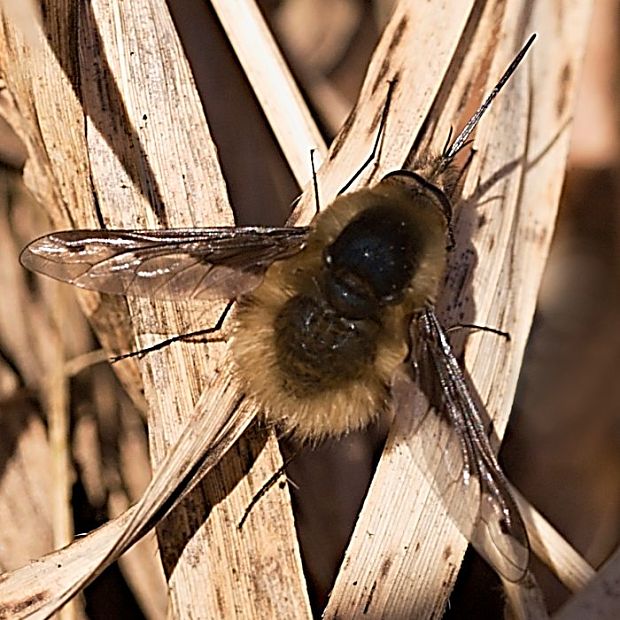 chlpačka veľká Bombylius major