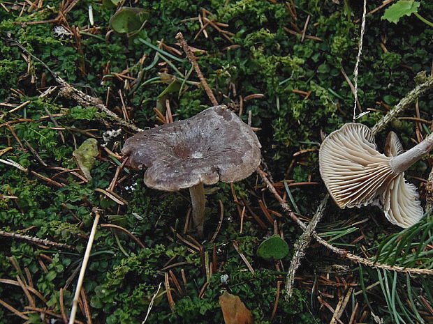 strmuľka Clitocybe radicellata Gillet