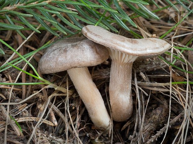 strmuľka Clitocybe radicellata Gillet