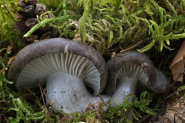 šťavnačka marcová Hygrophorus marzuolus (Fr.) Bres.