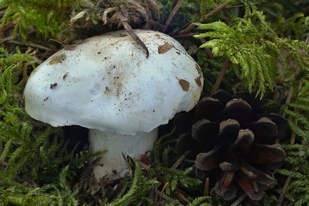 šťavnačka marcová Hygrophorus marzuolus (Fr.) Bres.