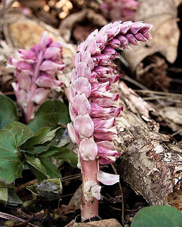 zubovník šupinatý Lathraea squamaria L.