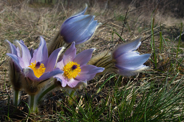 poniklec veľkokvetý Pulsatilla grandis Wender.