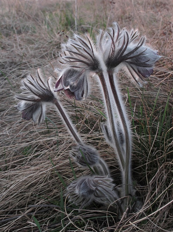 poniklec lúčny český Pulsatilla pratensis subsp. bohemica Skalický