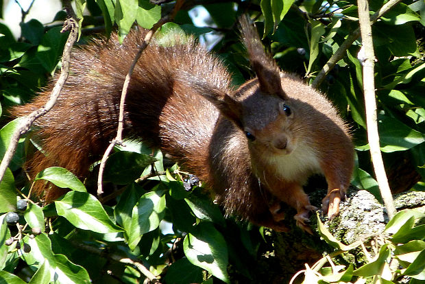 veverica stromová  Sciurus vulgaris