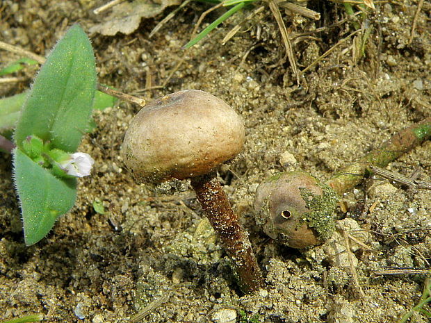 stopkovec hrdzavohnedý Tulostoma melanocyclum Bres.