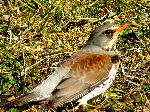 drozd čvikotavý Turdus pilaris