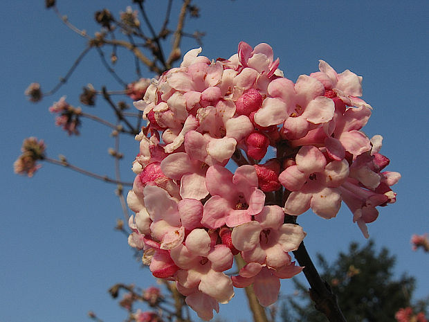 kalina voňavá Viburnum farreri Stearn