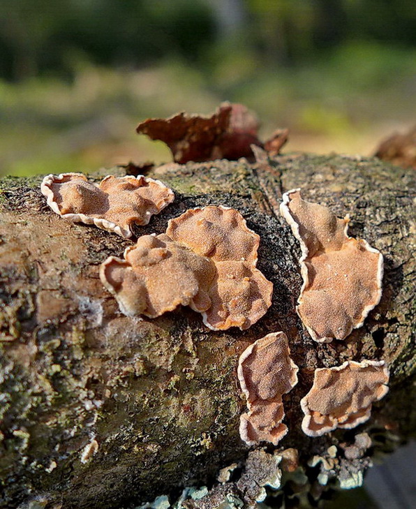 obrúbenec beztvarý Aleurodiscus amorphus (Pers.) J. Schröt.