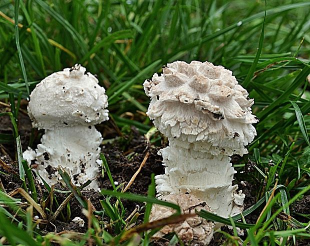 muchotrávka Vittadiniho Amanita vittadinii (Moretti) Vittad.