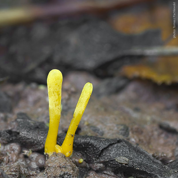 pakonárovka žltooranžová Clavulinopsis helvola (Pers.) Corner