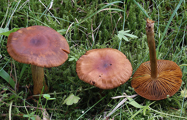 pavučinovec odlišný Cortinarius armillariellus var. dispar Rob. Henry