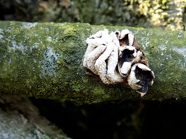 dutinovka otrubnatá Encoelia furfuracea (Roth) P. Karst.