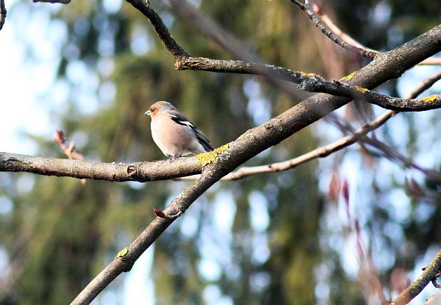 pinka lesná Fringilla coelebs