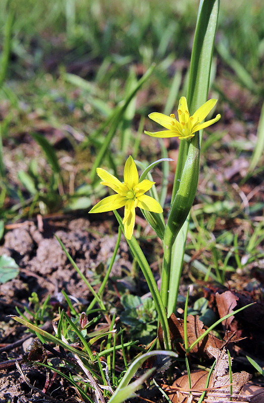 krivec žltý Gagea lutea (L.) Ker Gawl.