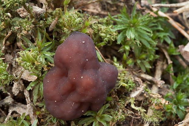 ušiak obyčajný Gyromitra esculenta (Pers.) Fr.