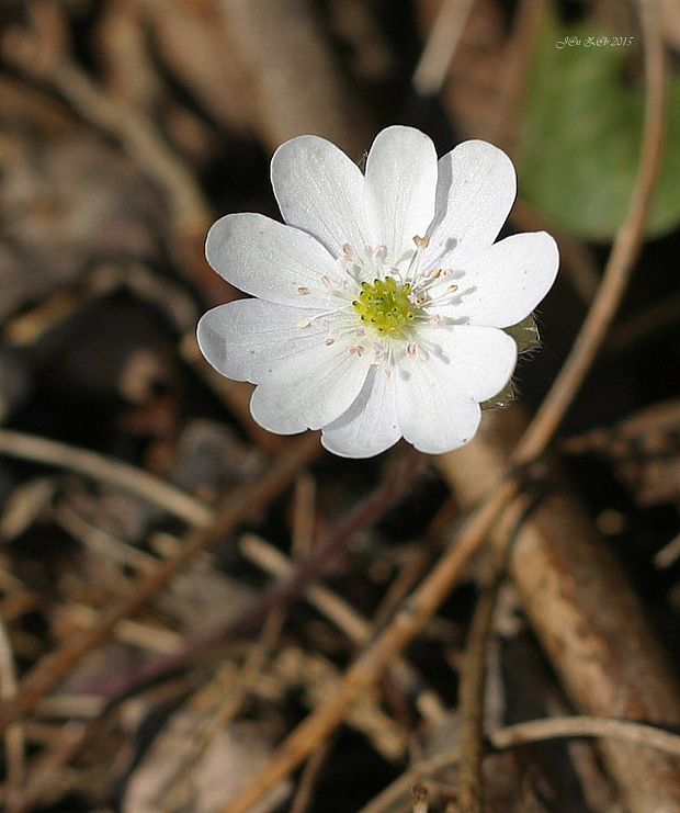 pečeňovník trojlaločný Hepatica nobilis Schreb.