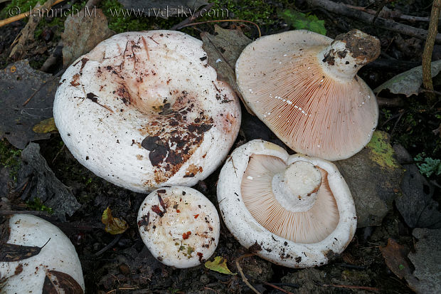 rýdzik osikový Lactarius controversus Pers.