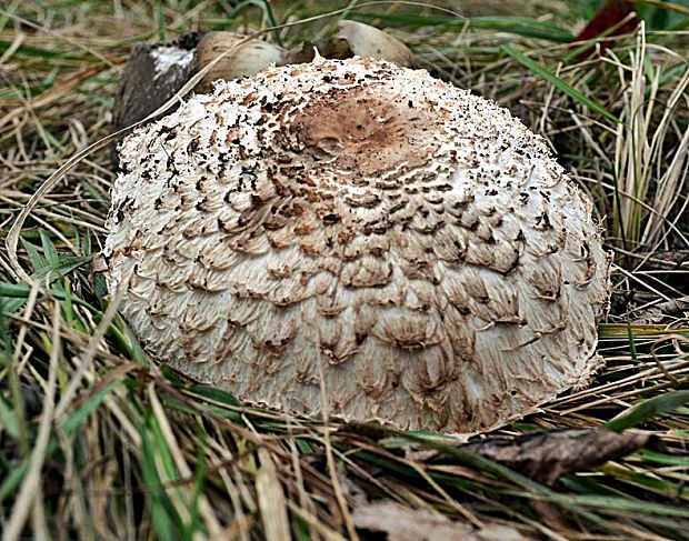 bedľa Macrolepiota sp.?