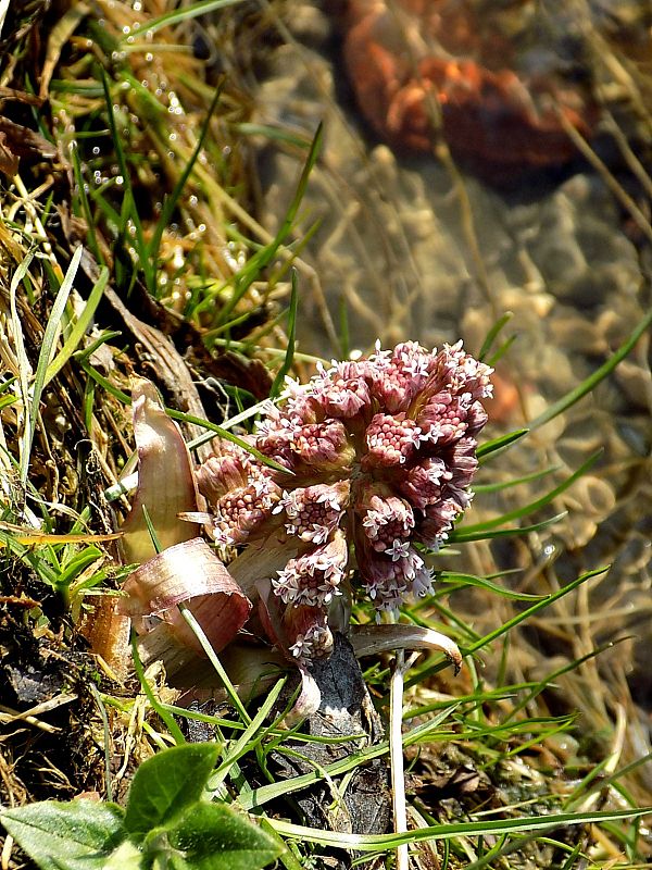 deväťsil lekársky Petasites hybridus (L.) P. Gaertn., B. Mey. et Scherb.