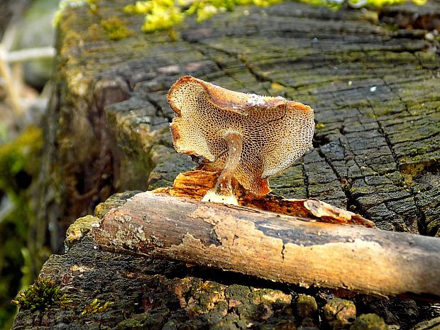 trúdnik Polyporus sp.