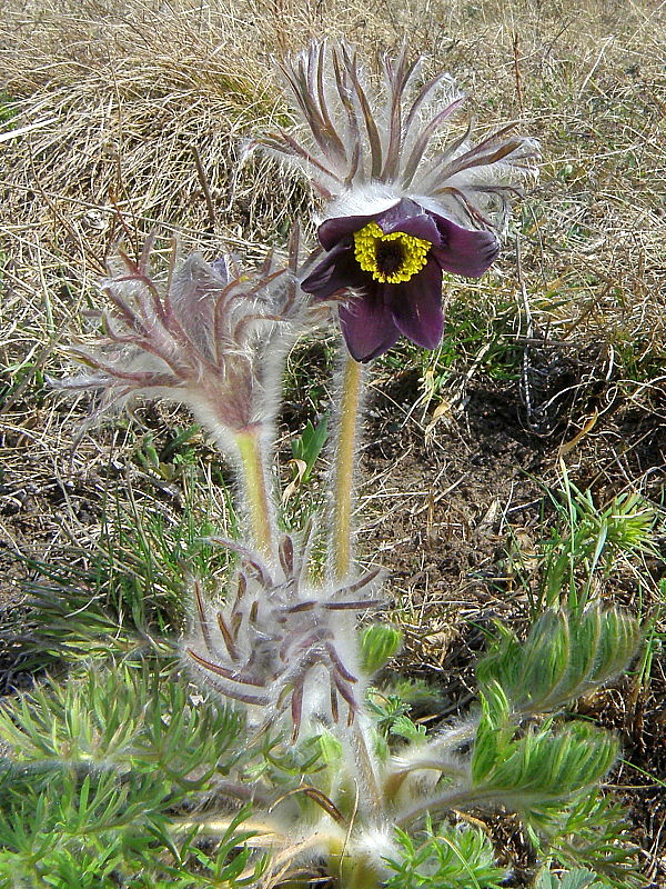 poniklec lúčny český Pulsatilla pratensis subsp. bohemica Skalický