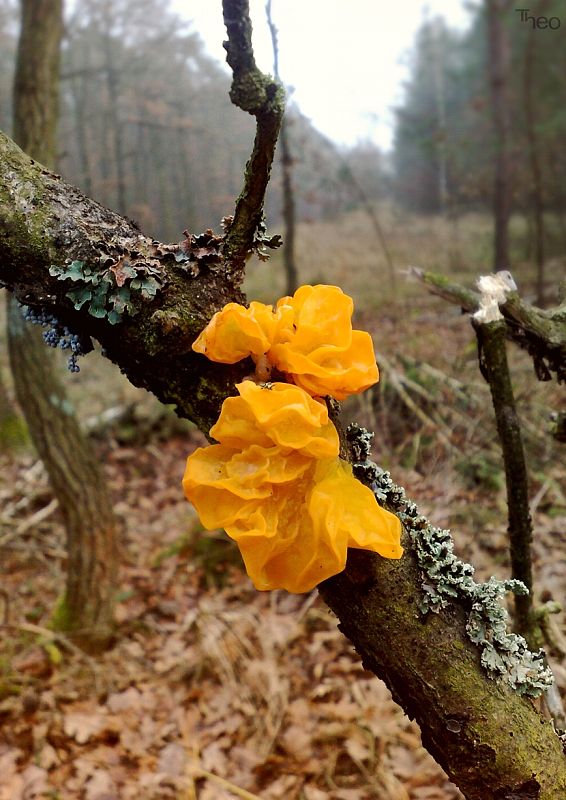 rôsolovka zlatožltá alebo rosolovka mozkovitá Tremella mesenterica Retz.